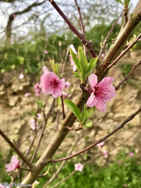 Photo Fleurs de Pêcher : Belles fleurs de Pêcher au début du Printemps. J’adore 😍🥰c, Fleurs, Pêcher