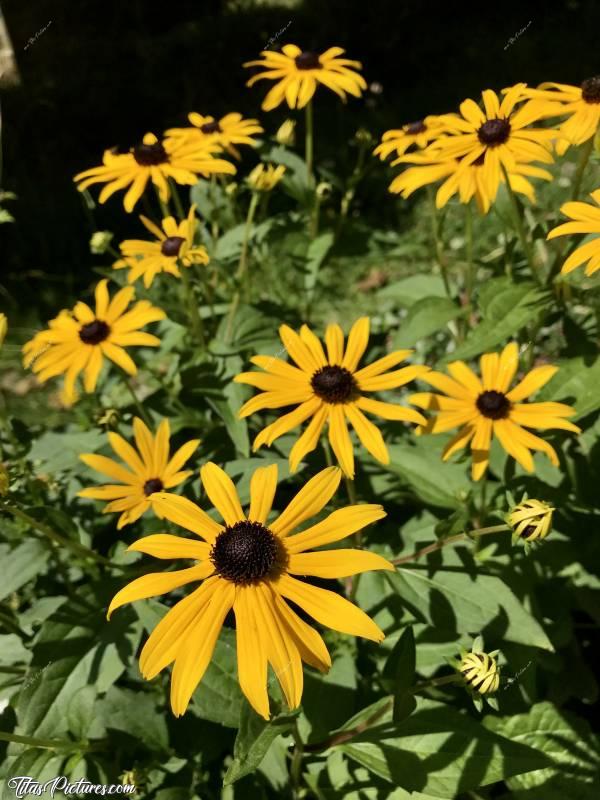 Photo Échinacée Rudbeckia 'Goldsturm' : Il a tellement plu ce mois de Juillet en Vendée, que je n’ai jamais eu autant de fleurs dans mon pot 😅😍Elles sont trop belles je trouve 🥰 Leur nom : Échinacée Rudbeckia 'Goldsturm'.c, Fleurs orangées, Échinacée Rudbeckia 'Goldsturm'