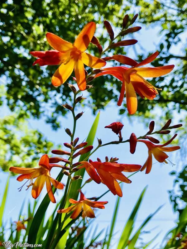 Photo Crocosmia Monbretia : Après environ 9 ans qu’elles sont plantées, c’est la 1ère année où j’ai des fleurs 😅 Il a tellement plu au mois de Juillet qu’elles ont pu bien finir leur croissance. J’adore ces fleurs aux couleurs flamboyantes 😍🥰c, Crocosmia Monbretia, fleurs orangées, été