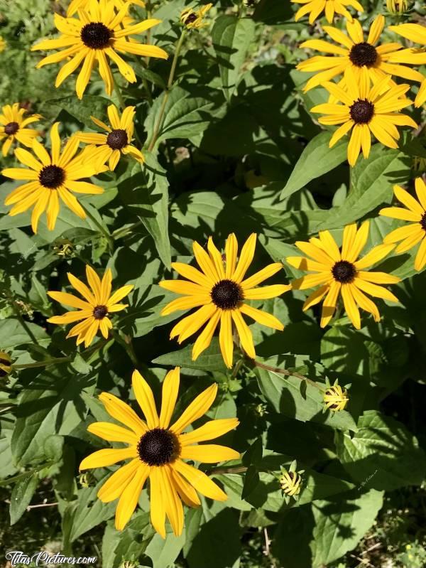 Photo Échinacée Rudbeckia 'Goldsturm' : Il a tellement plu ce mois de Juillet en Vendée, que je n’ai jamais eu autant de fleurs dans mon pot 😅😍Elles sont trop belles je trouve 🥰 Leur nom : Échinacée Rudbeckia 'Goldsturm'.c, Fleurs orangées, Échinacée Rudbeckia 'Goldsturm'