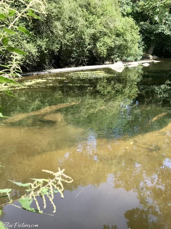 Photo La Sèvre Nantaise : Belle randonnée paisible en bord de Sèvre, à St Laurent sur Sèvre. L’eau était si transparente qu’on pouvait voir tous les poissons 😍 Du moins grâce à mes verres polarisés 😅🥰Malheureusement, en photo, ça rend pas pareil 😕😢c, La Sèvre Nantaise, cascade artificielle, herbes aquatiques