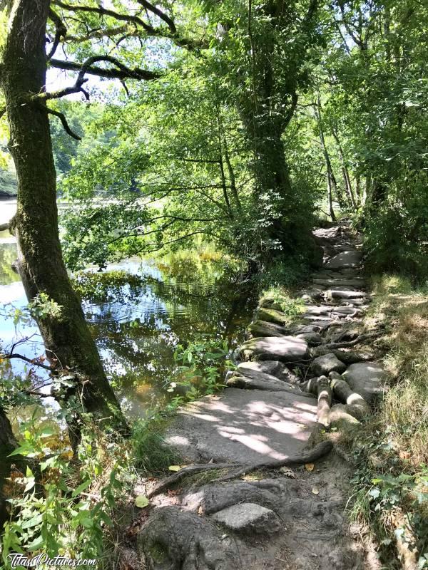 Photo Parc de la Barbinière : Le Parc de la Barbinière à Saint-Laurent-sur-Sèvre. Ce passage étroit est régulièrement recouvert d’eau l’hiver, quand le niveau de la Sèvre est au plus haut. Car il y a de l’eau des 2 côté. Ce sont les racines des arbres avec de grosses pierres posées dessus qui maintiennent le passage en place. J’adore cet endroit 🥰c, Parc de la Barbinière, Sèvre Nantaise, Chemin de pierres, arbres