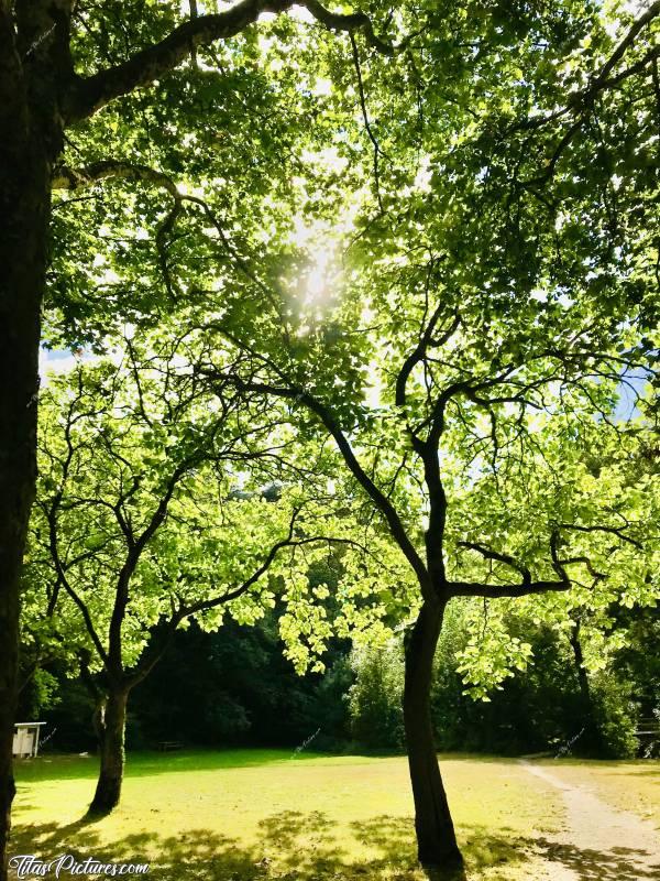 Photo Parc de la Barbinière : Quelle beau jeu de lumière au travers de ces branches. J’adore 😍🥰 Par contre, je ne connais pas le nom de ces arbres. Je les trouve très beaux. Ils font des grappes de fleurs blanches si je me souviens bien..c, Parc de la Barbinière, arbres, chemin de randonnée