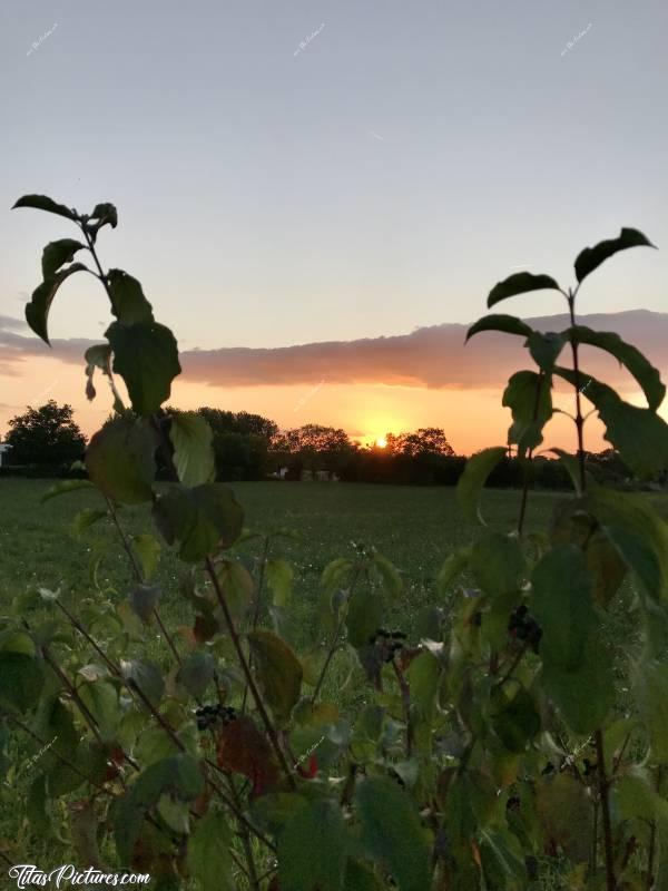 Photo Coucher de soleil : Coucher de soleil sur la campagne du Boupère 😍😎c, Coucher de soleil, Fruitier, champ d’herbe, le Boupère