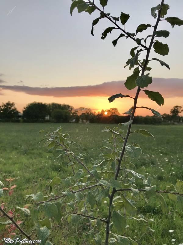 Photo Coucher de soleil : Coucher de soleil sur la campagne du Boupère 😍😎c, Coucher de soleil, Fruitier, champ d’herbe, le Boupère