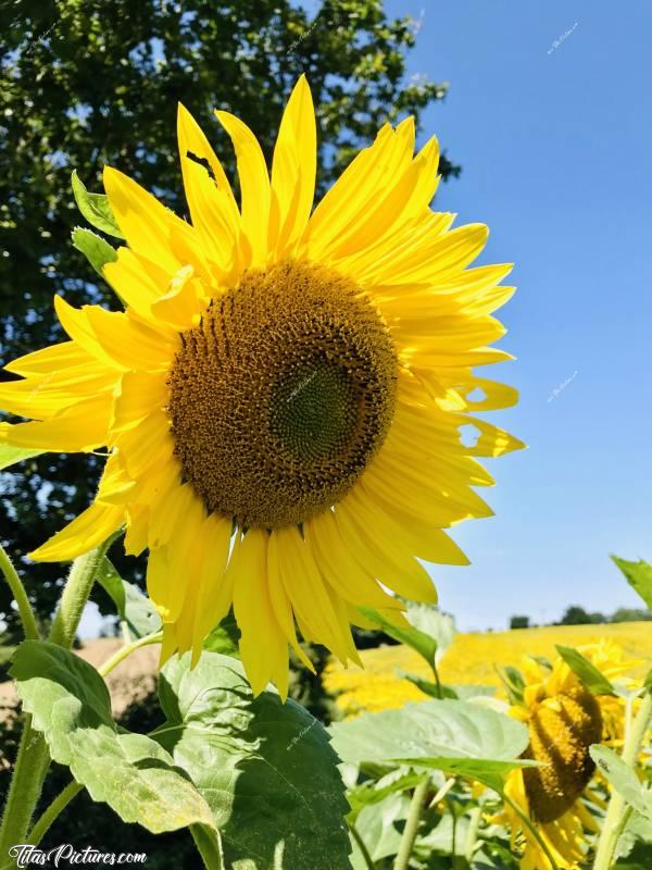 Photo Tournesol 🌻 : Belle fleur de Tournesol dans un champ tout proche de chez moi, en Vendée. C’est très beau à voir je trouve, un vrai Soleil 😍🌻😎c, Tournesol, champ, fleur