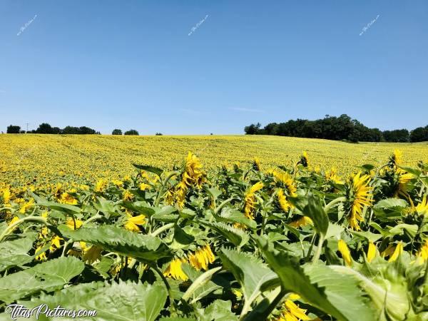 Photo Champ de Tournesols 🌻 : Vue d’un grand champ de Tournesols tout proche de chez moi. Malheureusement, j’ai pas trouvé d’entrée de champ me permettant de voir les fleurs de plein face. Car elles sont toutes tournées dans la même direction par rapport au Soleil.c, Champ de Tournesols, fleurs, Vendée