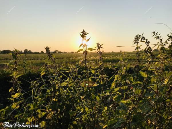 Photo Orties : Coucher de soleil sur des Orties dans la campagne du Boupère.c, Orties, Coucher de Soleil, Champs d’herbes
