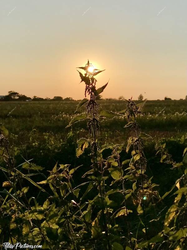 Photo Orties : Coucher de soleil sur des Orties dans la campagne du Boupère.c, Orties, Coucher de Soleil, Champs d’herbes