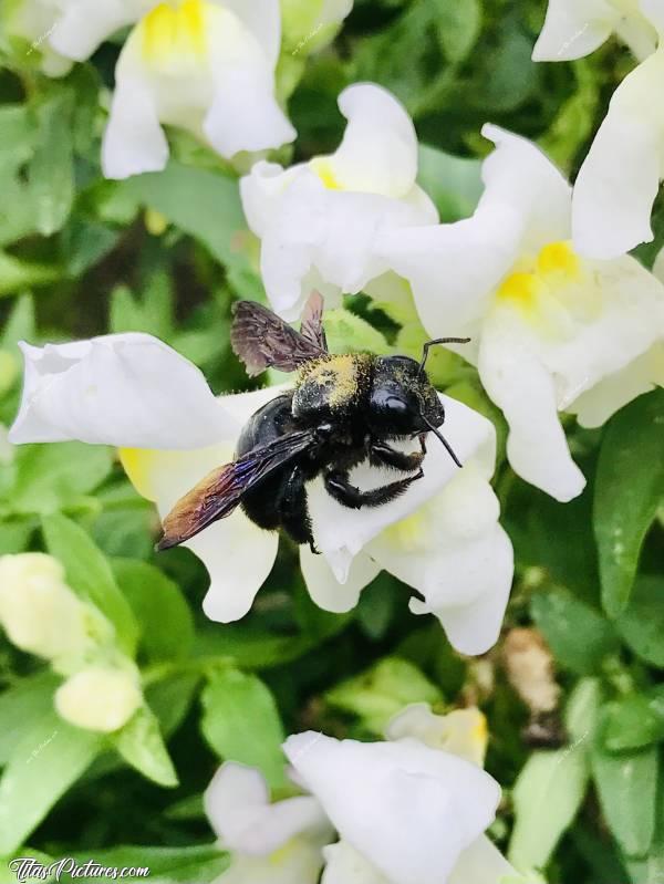 Photo Abeille Charbonnière : Belle Abeille Charbonnière au pied de ma porte d’entrée. Ça fait des années que je souhaitais pouvoir en observer de près, car elles passaient toujours furtivement près de moi 😅
Et voilà ! Souhait exaucé 🥳
Pour info, c’est plus gros qu’un frelon. Je la trouve trop belle 😍🥰c, Abeille Charbonnière, Insecte