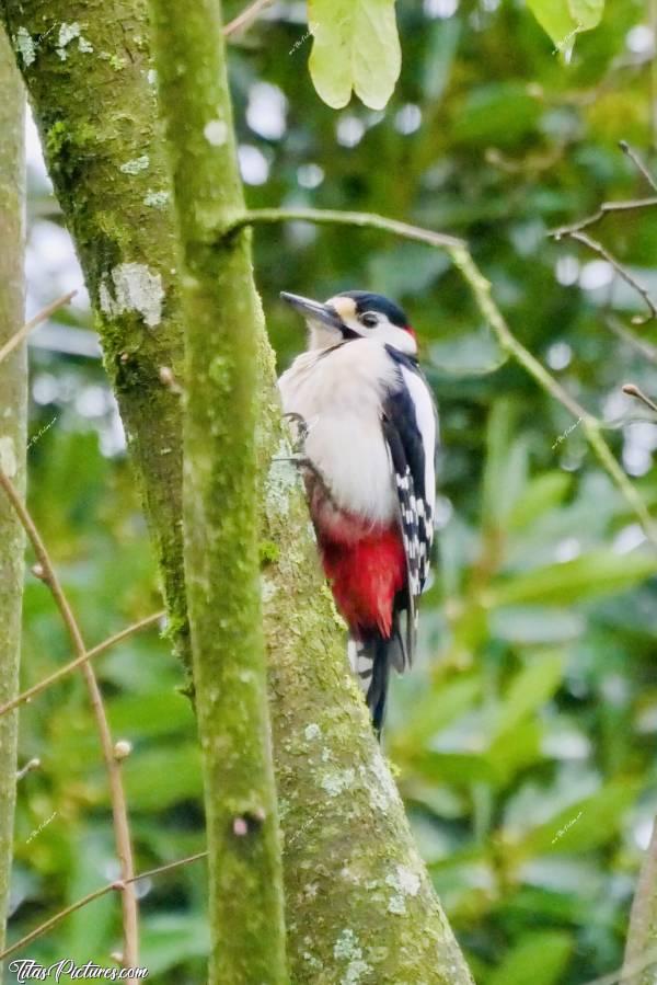 Photo Pic épeiche : Beau Pic épeiche mâle dans le Noisetier, devant la fenêtre de ma cuisine. Trop sympa à observer 👍🏻😍c, Pic épeiche, oiseau