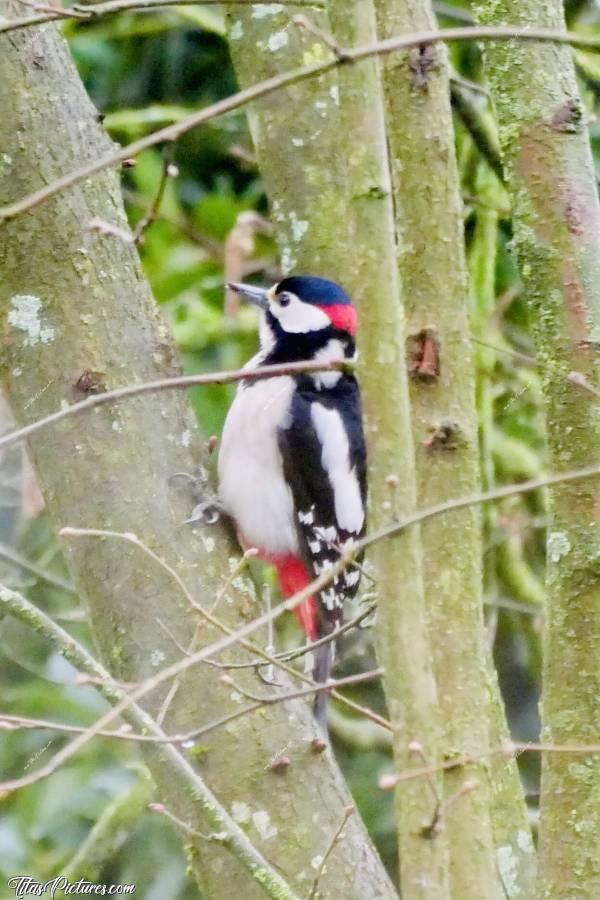 Photo Pic épeiche : Beau Pic épeiche mâle dans le Noisetier, devant la fenêtre de ma cuisine. Trop sympa à observer 👍🏻😍c, Pic épeiche, oiseau