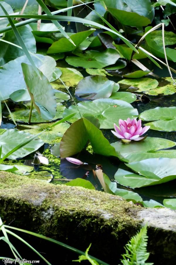 Photo Nénuphar rose : Beau Nénuphar rose dans un bassin laissé à l’abandon. La végétation a tout envahi 😅c, Nénuphar rose, plante aquatique, bassin