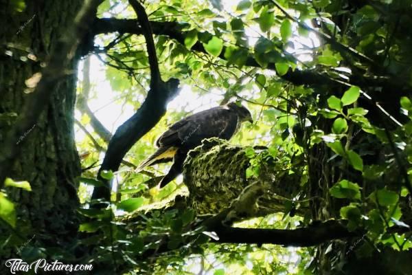 Photo Jeune Buse : Lors d’une randonnée à Saint-Laurent-sur-Sèvre, des cris répétés et tous proches ont attirés mon attention. Une jeune Buse entre les arbres, appelant ses parents pour qu’ils viennent la nourrir 🤗😍 Dommage que mon zoom n’était pas plus puissant et dommage que j’étais en contre-jour 😭 Un jour j’y arriverais 🤞🏻😅c, Buse, rapace, oiseau