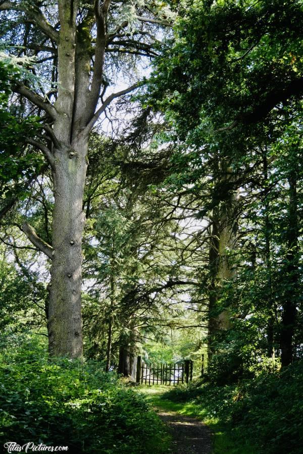 Photo Le Parc de la Barbinière : Belle balade au Parc de la Barbinière à Saint-Laurent-Sur-Sèvre. Un de mes endroits préférés avec de magnifiques Cèdres qui sont vraiment énormes 😍c, Le Parc de la Barbinière, Saint-Laurent-Sur-Sèvre, Cèdre, barrière en bois, Bois