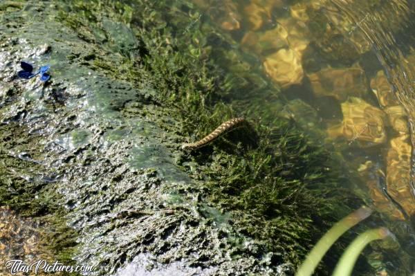 Photo Couleuvre et Libellule : Jeune Couleuvre prenant un bain de soleil sur un rocher dans la Sèvre Nantaise. Une belle libellule bleue, que l’on voit en haut à gauche, s’est posée tout près d’elle à plusieurs reprises, mais elle n’a même pas bougé 🧐🤣😍c, Couleuvre, Libellule, Sèvre Nantaise