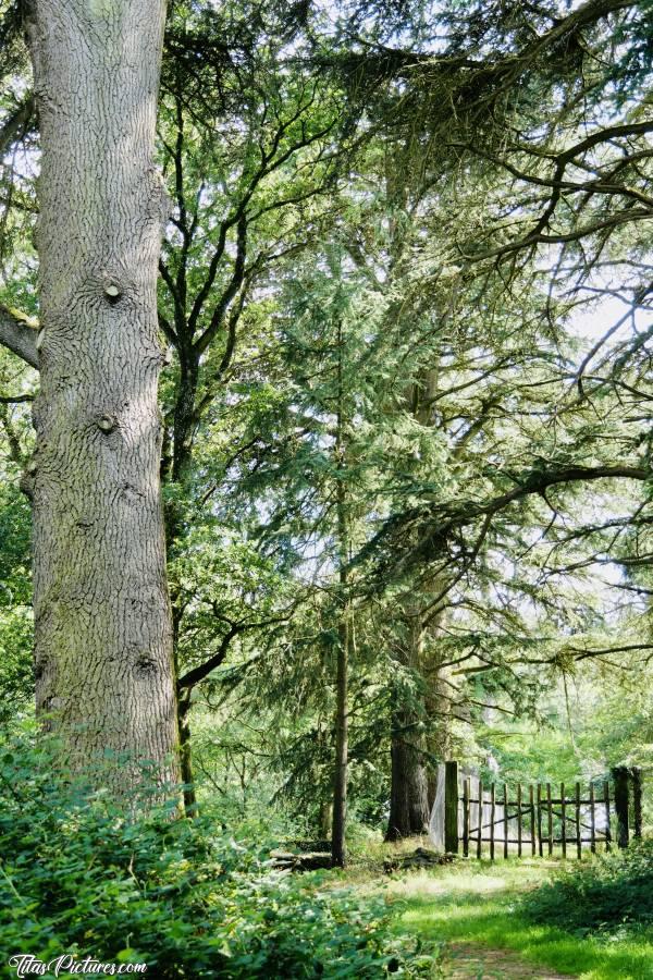 Photo Le Parc de la Barbinière : Belle balade au Parc de la Barbinière à Saint-Laurent-Sur-Sèvre. Un de mes endroits préférés avec de magnifiques Cèdres qui sont vraiment énormes 😍c, Le Parc de la Barbinière, Saint-Laurent-Sur-Sèvre, Cèdre, barrière en bois, Bois