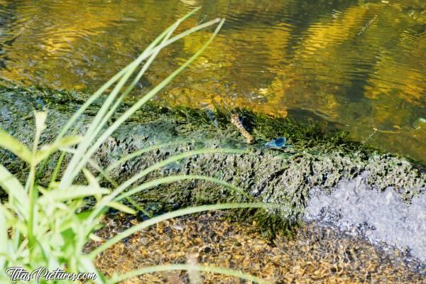 Photo Couleuvre et Libellule : Voici une scène très comique à laquelle j’ai pu assister. Une belle Libellule bleue s’est posée à plusieurs reprises tout près d’une jeune couleuvre en train de prendre le soleil. La couleuvre n’a pas bougé d’un pouce. Soit parce qu’elle m’avait repéré et ne voulait pas se faire remarquer, soit parce qu’elle n’était tout simplement pas intéressée… 🤔😅😍c, Couleuvre, Libellule bleue, Sèvre Nantaise