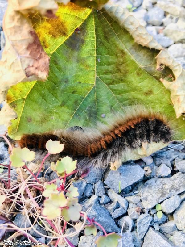 Photo Grosse chenille 🐛 : Découverte dans mon jardin de 2 grosses chenilles poilues, noires et marron. D’après mes recherches, il s’agit de macrothylacia rubi. La chenille du bombyx de la ronce. Elles mesuraient pas loin de 10cm chacune. Impressionnant 😅 Il s’agit d’une feuille de Noisetier de taille standard pour info 😉c, Grosse chenille noire et marron, macrothylacia rubi, chenille du bombyx de la ronce