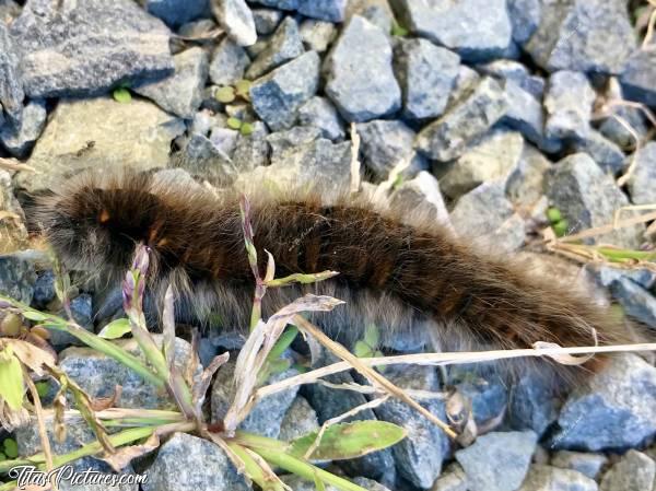 Photo Grosse chenille 🐛 : Découverte dans mon jardin de 2 grosses chenilles poilues, noires et marron. D’après mes recherches, il s’agit de macrothylacia rubi. La chenille du bombyx de la ronce. Elles mesuraient pas loin de 10cm chacune. Impressionnant 😅 Si vous regardez bien, il y a une fourmille près de sa tête qui donne une échelle de grandeur 😉c, Grosse chenille noire et marron, macrothylacia rubi, chenille du bombyx de la ronce