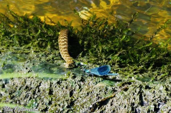 Photo Couleuvre et Libellule : Gros plan sur une scène très comique à laquelle j’ai pu assister😍🤗 Une belle Libellule bleue qui s’est posée à plusieurs reprises tout près d’une jeune couleuvre en train de prendre le soleil. La couleuvre n’a pas bougé d’un pouce. Soit parce qu’elle m’avait repéré et ne voulait pas se faire remarquer, soit parce qu’elle n’était tout simplement pas intéressée… 🤔😅😍c, Couleuvre, Libellule bleue, Sèvre Nantaise