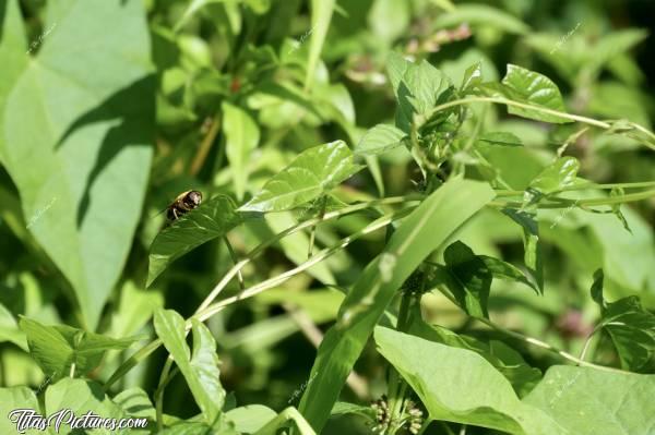 Photo Mouche Abeille 🐝 : Y’a quelqu’un qui m’observe.. Mais qui et où ? 🤔😅 Ah, je la vois ! Il s’agit d’une Syrphe. Une mouche qui ressemble à une abeille. En anglais, on les appelle «hoverflies» car, grâce au battement rapide de leurs ailes, elles peuvent faire du vol plané («hover» en anglais). En effet, ce sont de véritables petits hélicoptères 😍
Si vous voulez plus d’informations à son sujet, faites un tour sur le site 
jardinierparesseux.com 😉c, Mouche Abeille, Syrphe, Hoverflies, insecte