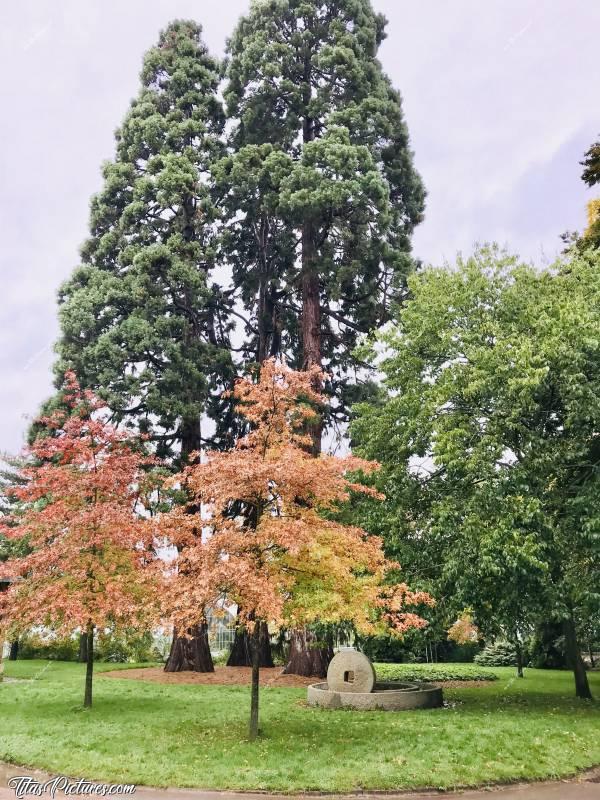 Photo Meule en pierre : Dans le Jardin des Plantes de Rouen, vous pouvez voir des vielles meules à grain en pierre. Du moins, c’est ce que je pense être 😅
Belles couleurs d’automne ce jour-là 😍 Et magnifiques ces grands arbres derrière 😍 Quelqu’un connaît leur nom?c, Meule, Jardin des Plantes, Rouen, Arbres