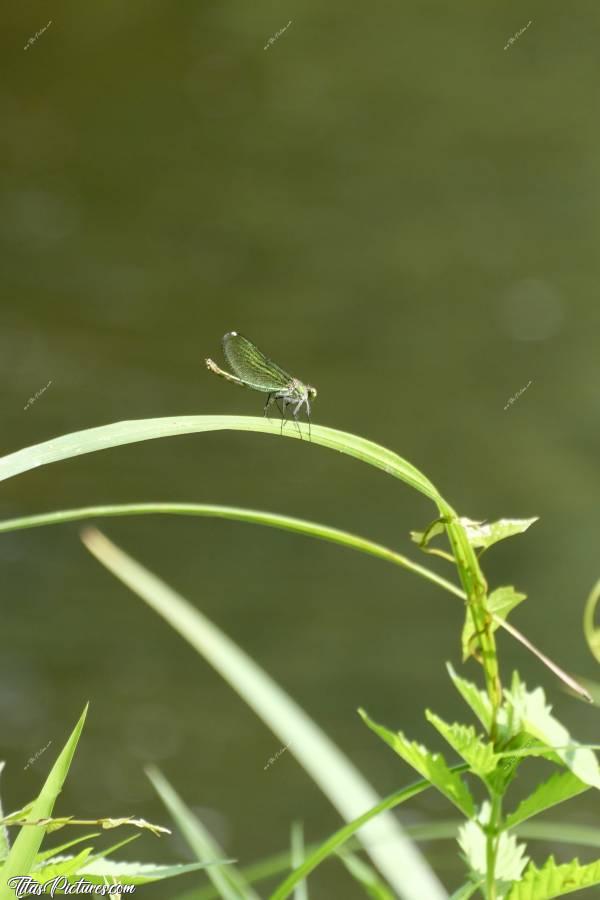 Photo Libellule Verte : Belle Libellule verte prenant un bain de soleil en bord de Sèvre. Il y en avait beaucoup ce jour-là, tout autour de moi. Il suffisait de pas bouger et d’attendre qu’elles se posent à porter d’objectif 🤗😍c, Libellule, Herbes sauvages, Sèvres Nantaise