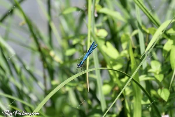 Photo Libellule bleue : Belle Libellule bleue prenant un bain de soleil en bord de Sèvre. Il y en avait beaucoup ce jour-là, tout autour de moi. Il suffisait de pas bouger et d’attendre qu’elles se posent à porter d’objectif 🤗😍c, Libellule, Herbes sauvages, Sèvres Nantaise