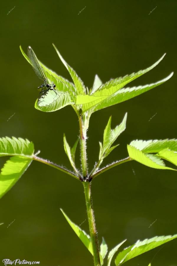 Photo Libellule Verte : Belle Libellule verte prenant un bain de soleil en bord de Sèvre. Il y en avait beaucoup ce jour-là, tout autour de moi. Il suffisait de pas bouger et d’attendre qu’elles se posent à porter d’objectif 🤗😍c, Libellule, Herbes sauvages, Sèvres Nantaise