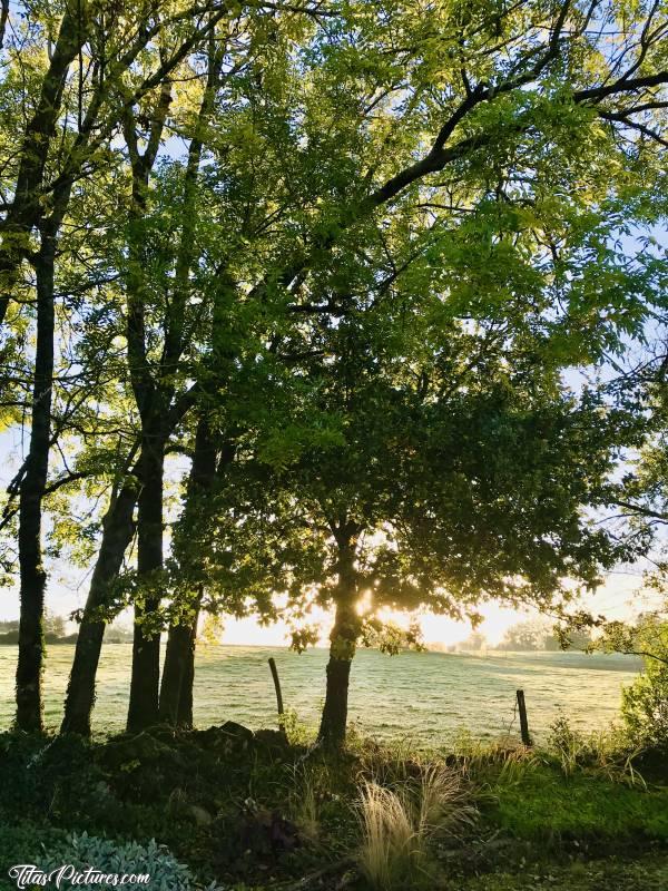 Photo Lever du jour : Beau Lever du jour sur la campagne du Boupère. Un petit peu de rosée sur l’herbe, d’où cette couleur blanchâtre 😍🥰c, Lever du jour, Campagne, champ d’herbe, arbres