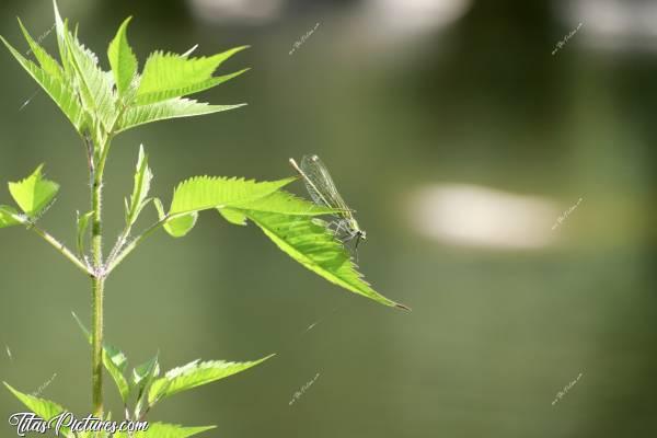 Photo Libellule Verte : Belle Libellule verte prenant un bain de soleil en bord de Sèvre. Il y en avait beaucoup ce jour-là, tout autour de moi. Il suffisait de pas bouger et d’attendre qu’elles se posent à porter d’objectif 🤗😍c, Libellule, Herbes sauvages, Sèvres Nantaise