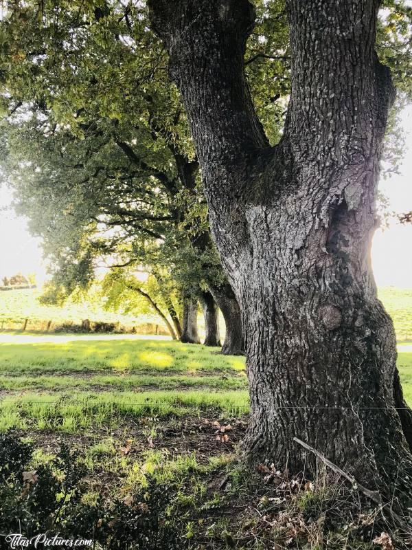 Photo Vieux Chêne : Belle rangée de beaux vieux Chênes dans la Campagne du Boupère. On peut y faire pleins de très belles randonnées en immersion totale dans la nature 😍🥰c, Vieux Chêne, champ d’herbe, campagne