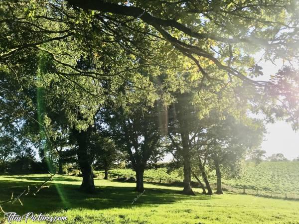 Photo Vieux Chênes : Belle rangée de beaux vieux Chênes dans la Campagne du Boupère. On peut y faire pleins de très belles randonnées en immersion totale dans la nature 😍🥰c, Vieux Chênes, champ d’herbe, campagne