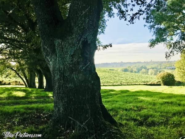 Photo Vieux Chênes : Belle rangée de beaux vieux Chênes dans la Campagne du Boupère. On peut y faire pleins de très belles randonnées en immersion totale dans la nature 😍🥰c, Vieux Chênes, champ d’herbe, campagne