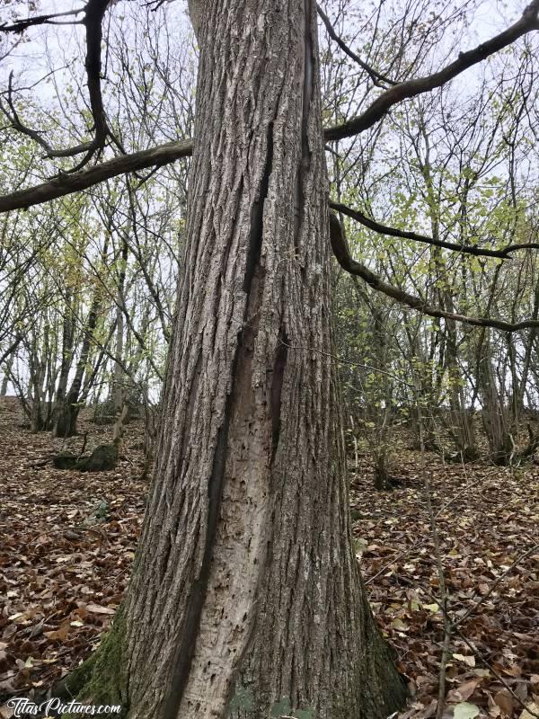 Photo Tronc d’arbre : Pauvre Arbre 😥 L’écorce de son tronc est explosé 😧 Mais à cause de quoi ? Des insectes sûrement vu les nombreux trous.. 🤔 Va-t-il survivre ? À suivre…😅🤞🏻c, Tronc d’arbre, écorce, le Pin, Deux-Sèvres