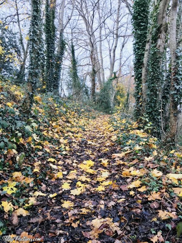 Photo L’automne : Chemin de feuilles mortes multicolores au petit parc du Pin en Deux-Sèvres. Oui je sais, on est en Hiver maintenant 😅 Mais je préfère l’automne moi 😋c, Automne, Feuilles mortes, chemin de randonnée