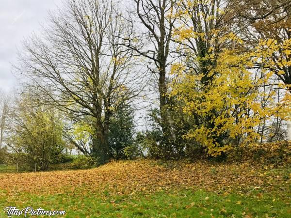 Photo L’Automne : Les belles couleurs flamboyantes de l’Automne. Ça y’est, presque toutes les feuilles sont tombées. Oui je sais, on est en Hiver maintenant 😅 Désolée, j’ai un peu de retard 😅c, Automne, Feuilles mortes, arbres, le Pin, Deux-Sèvres