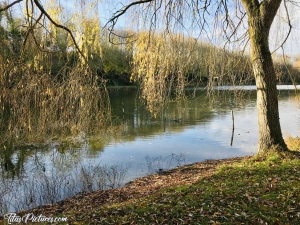 Photo Le Pin : Belle petite balade d’automne dans un joli petit parc au Pin, dans les Deux Sèvres. Ça fait du bien au moral ce soleil 😍 Mais il ne va pas rester longtemps j’ai bien peur 😣😔c, Le Pin, parc, lac, arbres, automne, feuilles mortes, saule pleureur