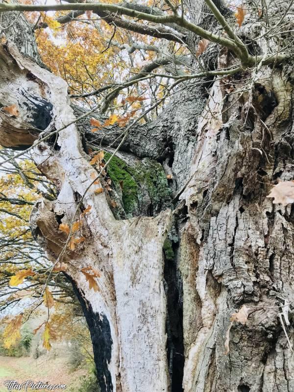 Photo Vieux Chêne : Dans un joli petit parc au Pin, dans les Deux Sèvres, il y a ce vieux Chêne très mal en point. Quelle surprise de voir qu’après presque 10 ans sans le voir, il est toujours en vie 😅😍c, Chêne, Le Pin, Parc, Deux Sèvres