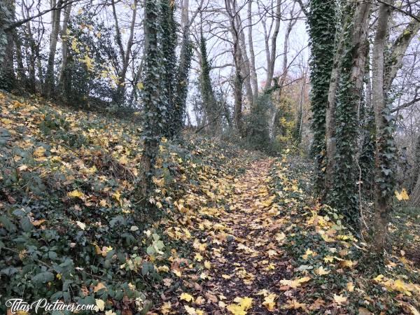 Photo Le Pin : Petite balade d’automne dans un joli petit parc au Pin, dans les Deux Sèvres. J’avais du soleil quand je suis arrivée, mais il est pas resté longtemps 😣😢c, Le Pin, parc, arbres, automne, feuilles mortes