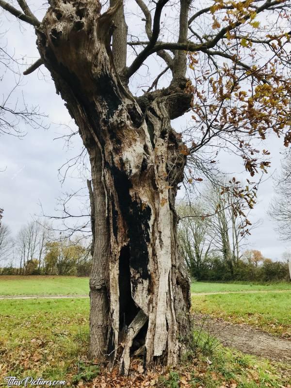 Photo Vieux Chêne : Dans un joli petit parc au Pin, dans les Deux Sèvres, il y a ce vieux Chêne très mal en point. Quelle surprise de voir qu’après presque 10 ans sans le voir, il est toujours en vie 😅😍c, Chêne, Le Pin, Parc, Deux Sèvres