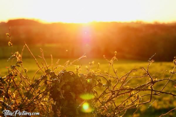 Photo Coucher de Soleil : Beau dégradé de couleurs chaudes sur cette clôture, un soir d’été en Vendée... J’adore 😍🥰c, Coucher de Soleil, Vendée, Le Boupère, Campagne, Prairie