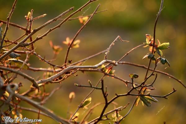 Photo Branchages : Couleurs flamboyantes sur les branchages d’un Talus, en pleine campagne vendéenne. Merci au coucher de soleil pour ces belles couleurs 😍c, Branchages, Talus, Buisson