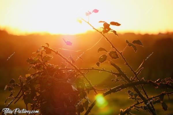 Photo Ronces et Lierre : Beau dégradé de couleurs chaudes sur cette clôture, un soir d’été en Vendée. Les fils de soie d’araignée brillent au soleil. J’adore 😍🥰c, Coucher de soleil, Ronces, Lierre, Poteau, Campagne