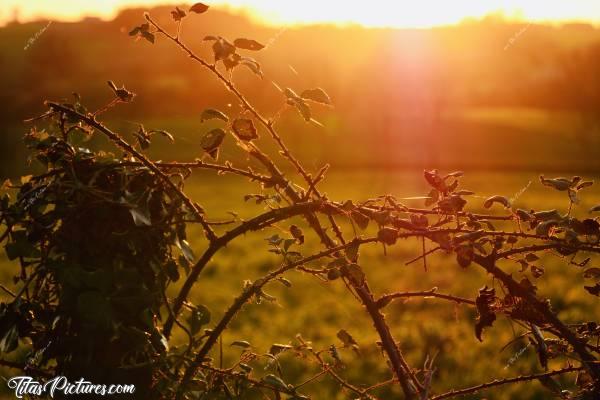 Photo Ronces et Lierre : Beau coucher de soleil donnant de belles couleurs chaudes sur ce vieux poteau de clôture, envahi de lierre et de ronces 😍🥰c, Coucher de soleil, Lierre, Ronces, Poteau