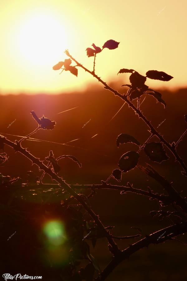 Photo Ronce : Coucher de soleil sur une Ronce en bord de Talus, en pleine campagne vendéenne. Je trouvais sympa ce jeu de lumière sur les feuilles et les fils de soie d’araignée 🥰c, Ronce, Toile d’araignée, Campagne