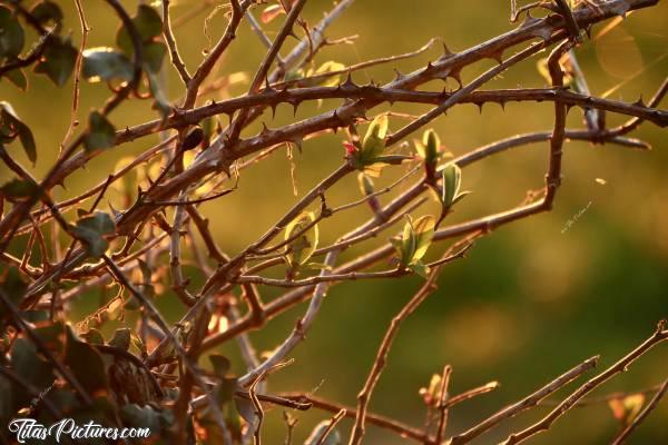 Photo Branchages de Talus : Beau dégradé de couleurs sur les branchages d’un Talus, en pleine campagne vendéenne. Merci au coucher de soleil pour ce moment 😍c, Branchages, Talus, Ronces