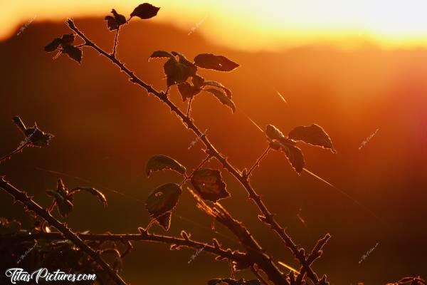 Photo Ronces : Beau dégradé d’oranges sur ces branches de ronces, un soir d’été en Vendée. Les fils de soie d’araignée brillent au soleil. J’adore 😍🥰c, Ronce, Toile d’araignée, Campagne