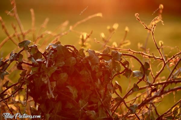 Photo Lierre : Coucher de soleil sur un poteau de clôture, recouvert de Lierre et de Ronces. J’aime beaucoup les couleurs obtenues 😍🥰c, Lierre, ronce, campagne
